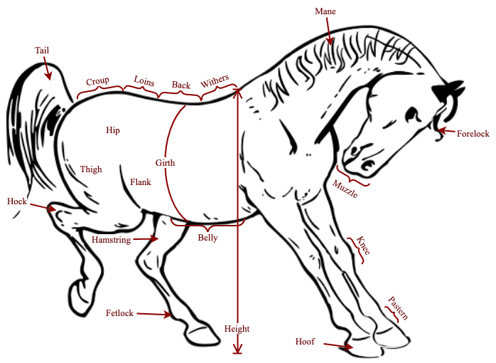 A horse image labelled with shapes in draw.io