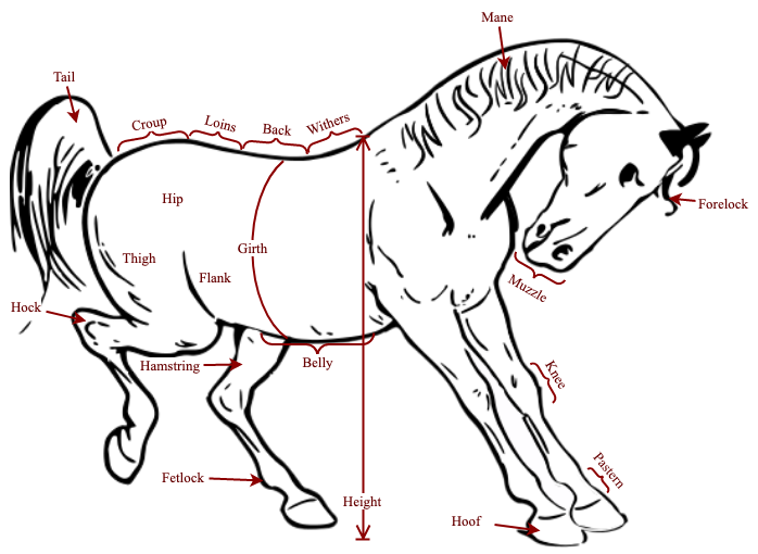 Label any diagram with bracket shapes and connectors